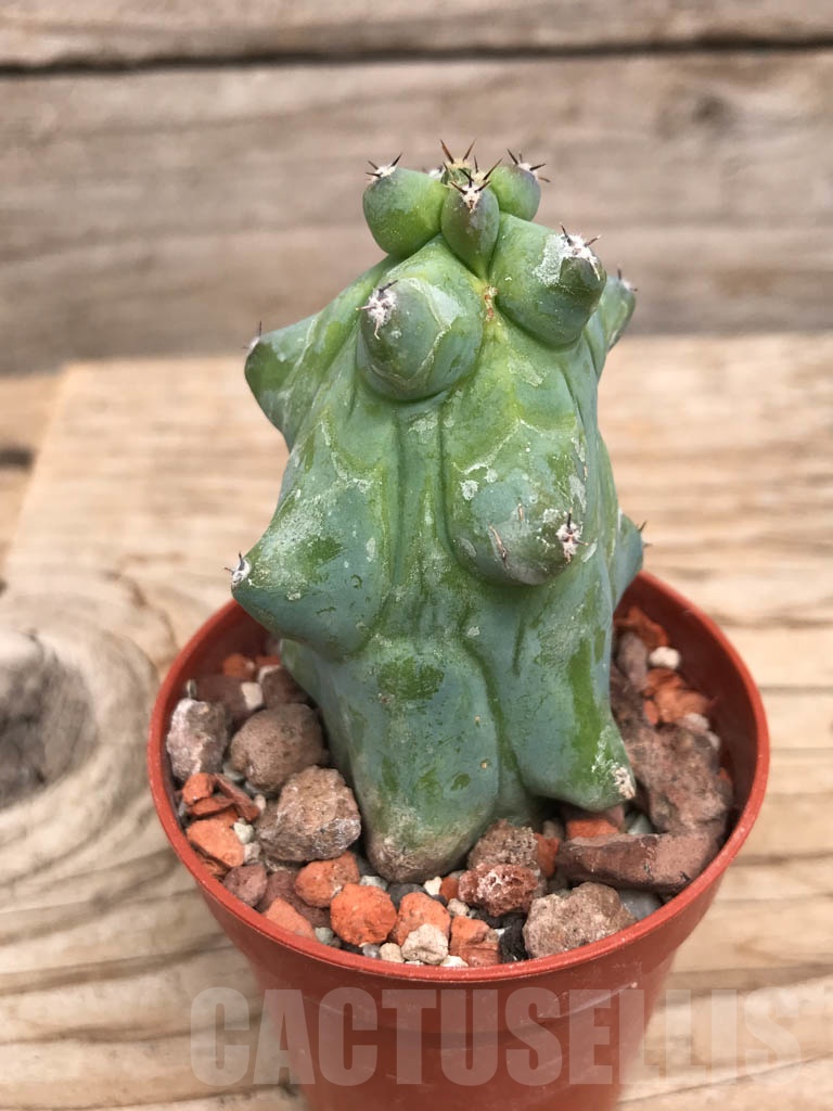 SHPR9916 Myrtillocactus geometrizans 'Fukurokuryuzinboku'