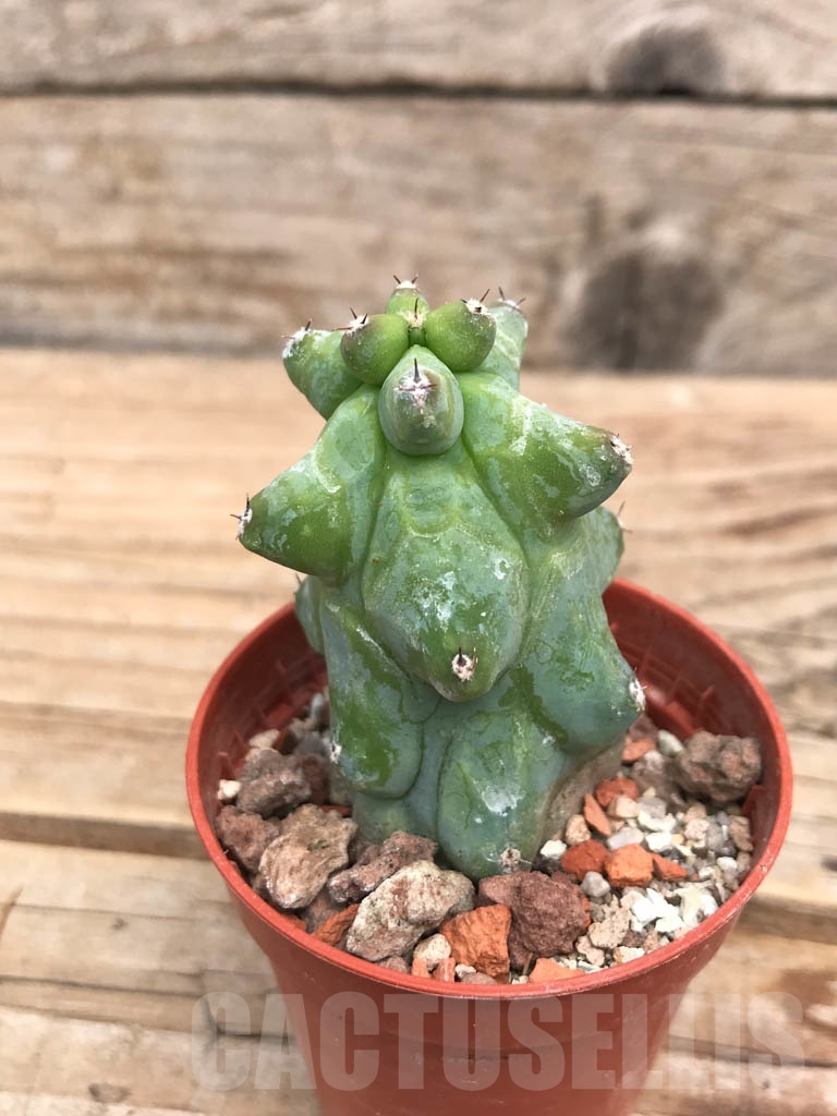 SHPR9916 Myrtillocactus geometrizans 'Fukurokuryuzinboku' - 画像 (2)