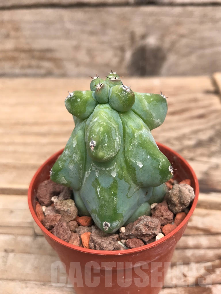 SHPR9916 Myrtillocactus geometrizans 'Fukurokuryuzinboku' - 画像 (3)