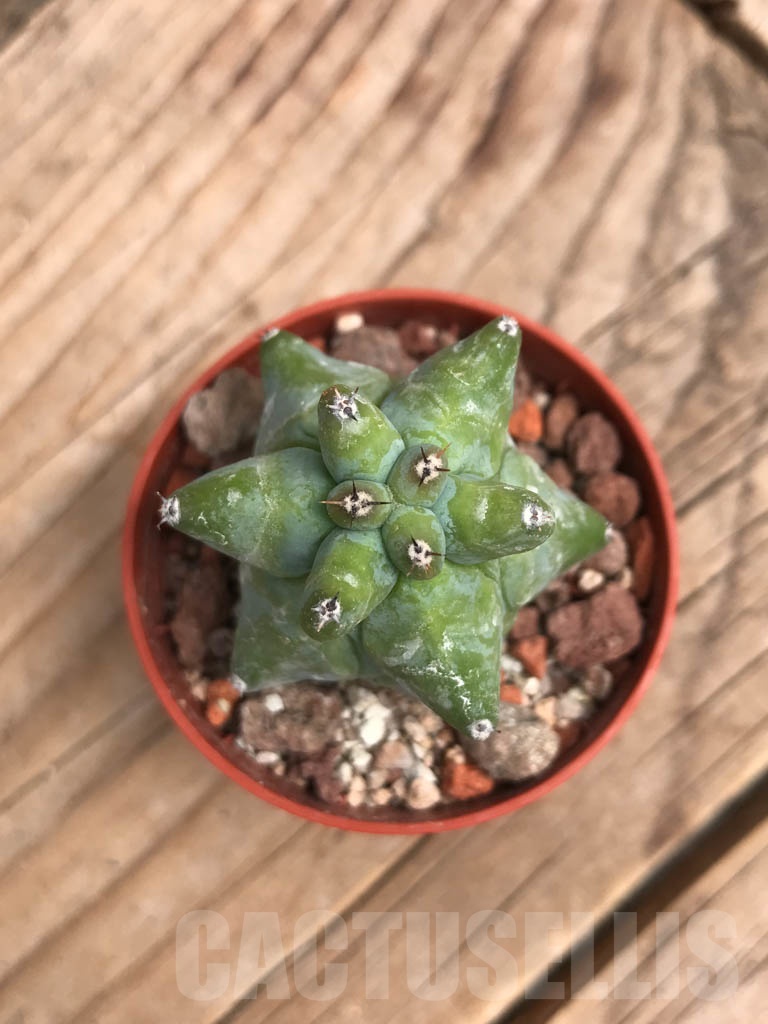 SHPR9916 Myrtillocactus geometrizans 'Fukurokuryuzinboku' - 画像 (4)