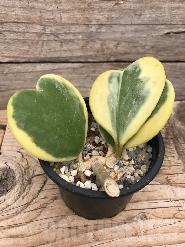 SHPR9918 Hoya kerrii variegata