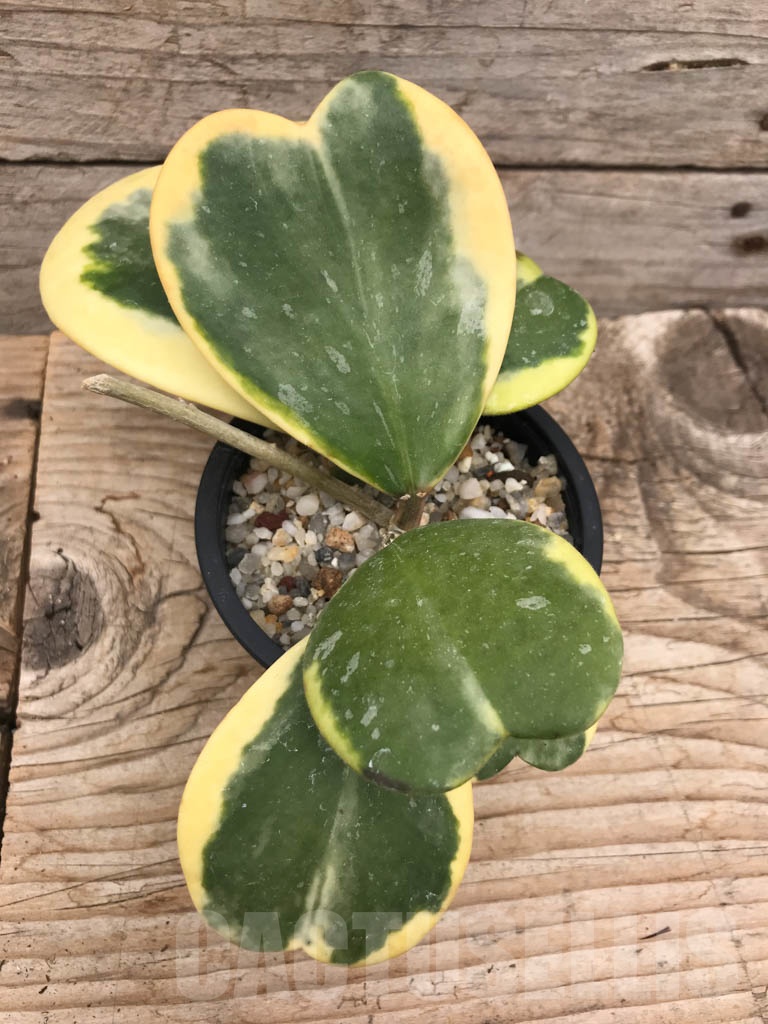 SHPR9920 Hoya kerrii variegata - Image 2