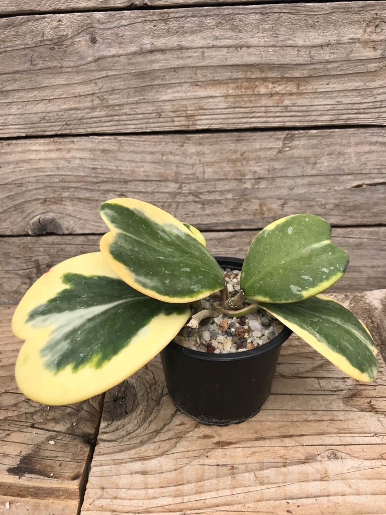 SHPR9920 Hoya kerrii variegata