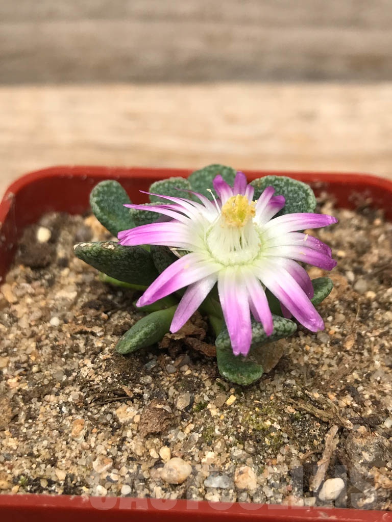 SHPR9922 Aloinopsis spathulata