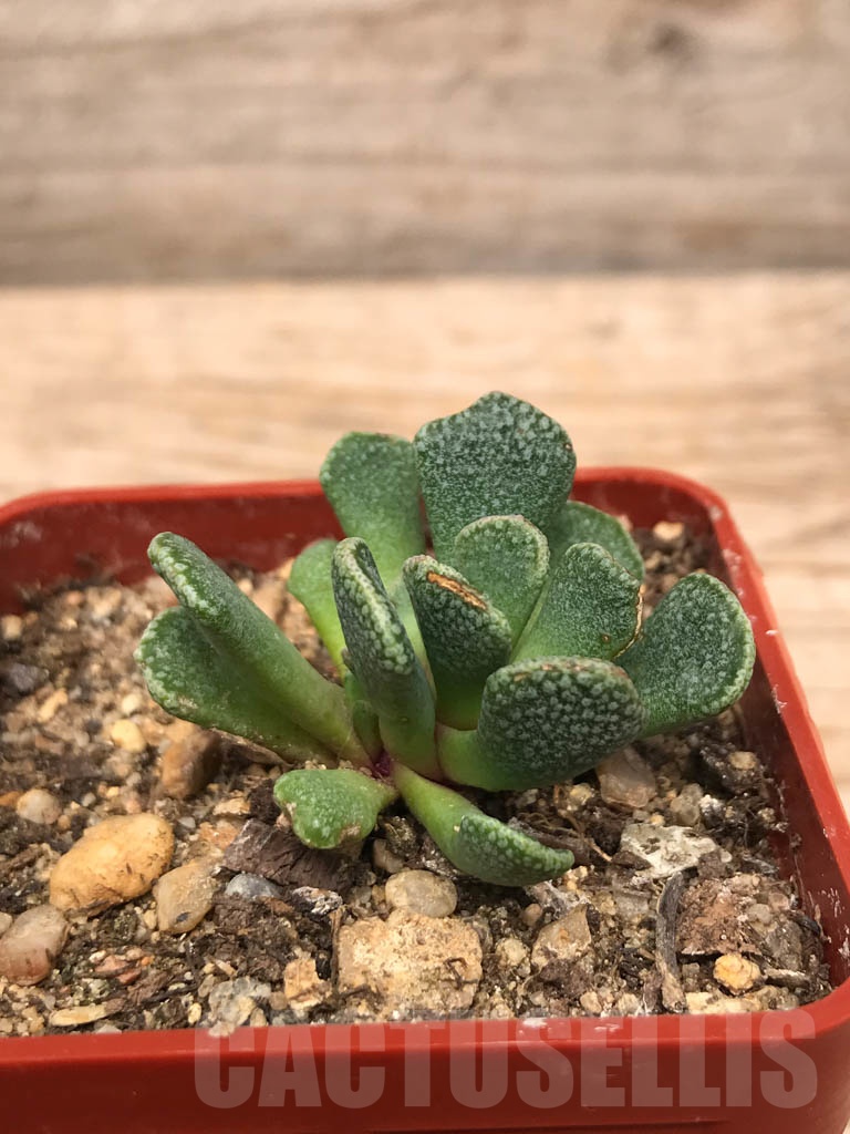 SHPR9922 Aloinopsis spathulata - Image 2