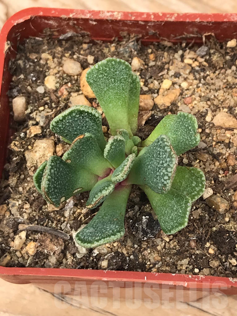 SHPR9922 Aloinopsis spathulata - Image 3