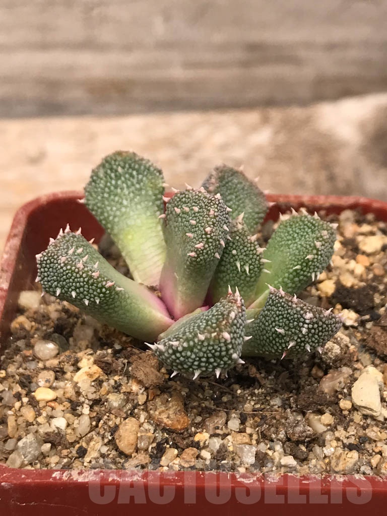 SHPR9923 Aloinopsis setifera