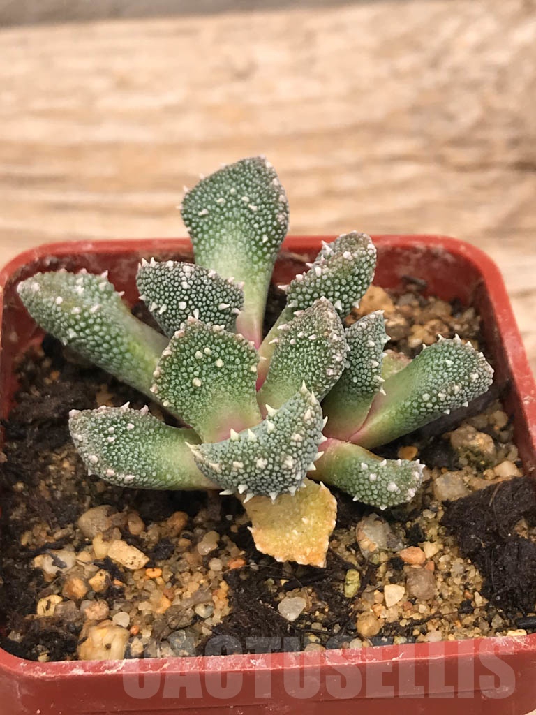 SHPR9923 Aloinopsis setifera - Image 2