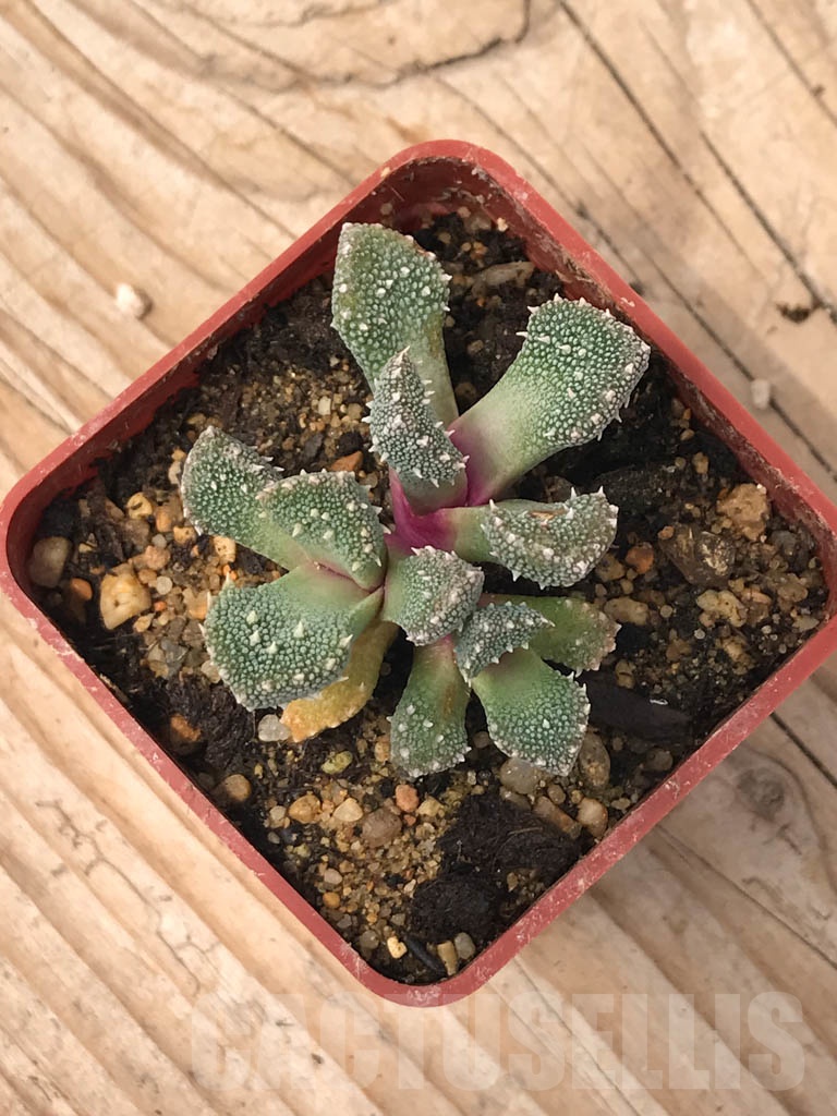 SHPR9923 Aloinopsis setifera - Image 3