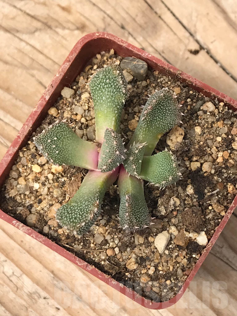 SHPR9923 Aloinopsis setifera - Image 4