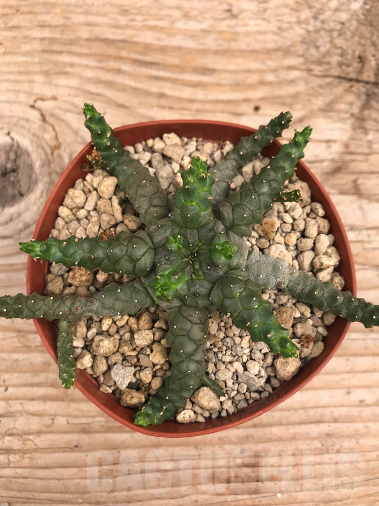 SHPR9926 Euphorbia aff. gorgonis