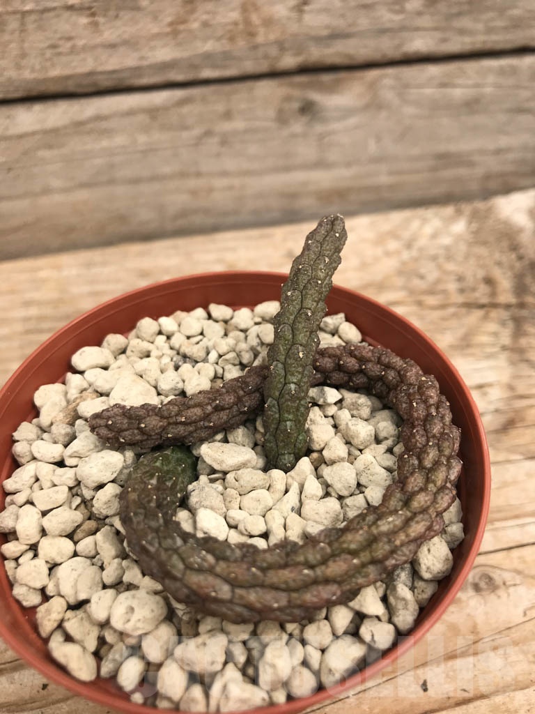 SHPR9928 Echidnopsis oviflora - Image 2