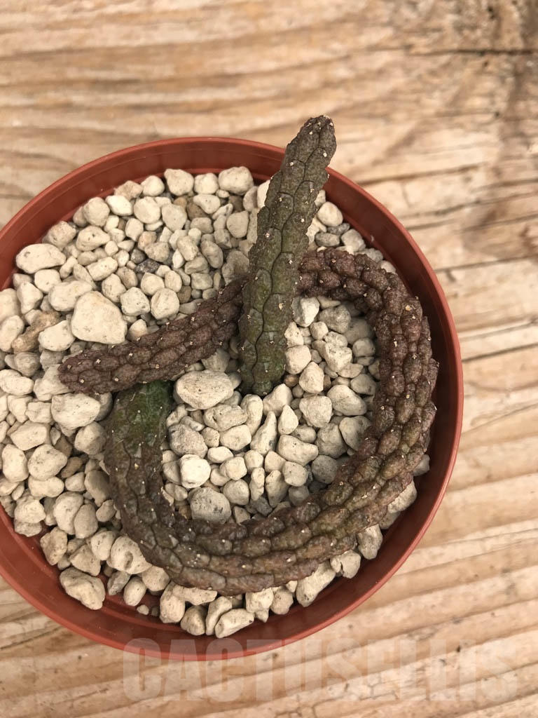 SHPR9928 Echidnopsis oviflora