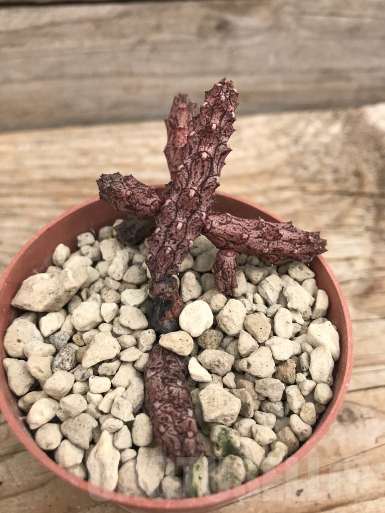 SHPR9929 Stapelianthus madagascariensis cl2 - Image 2