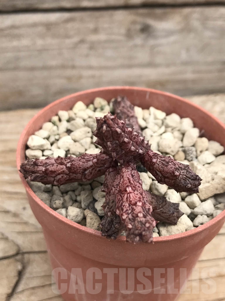 SHPR9929 Stapelianthus madagascariensis cl2