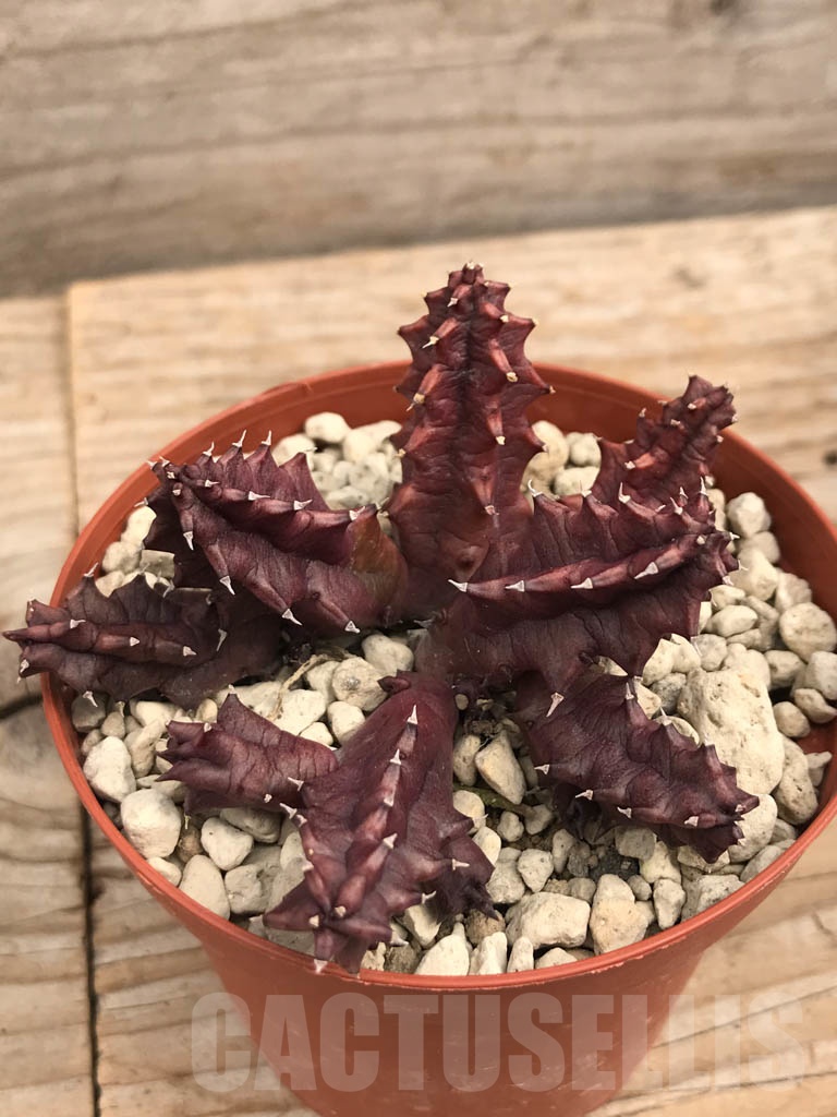 SHPR9932 Huernia volkartii cl1