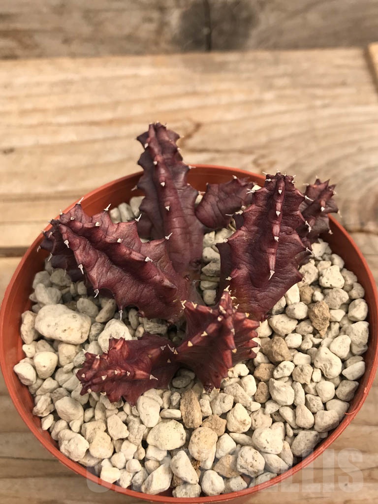 SHPR9932 Huernia volkartii cl1 - Image 2