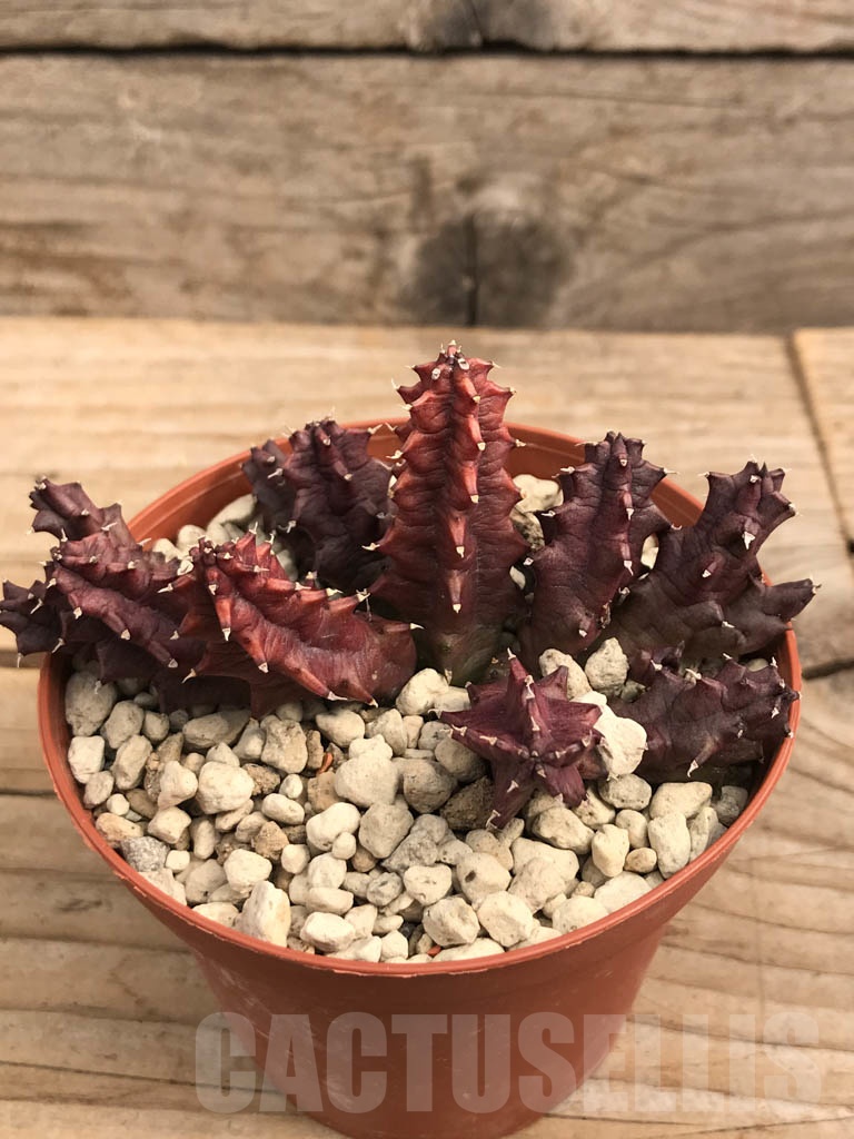 SHPR9932 Huernia volkartii cl1 - Image 3