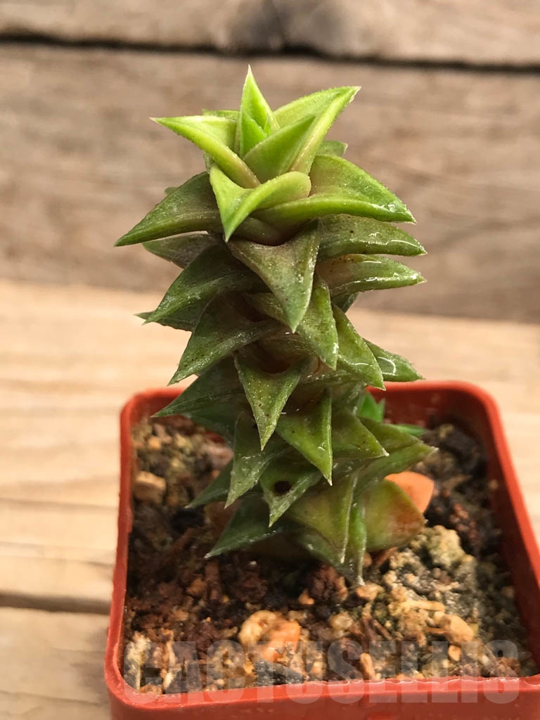 SHPR9934 Astroloba foliolosa, Graaff-Reinet