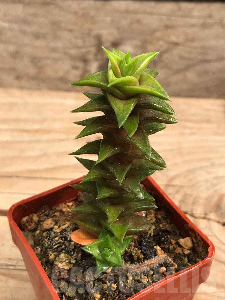 SHPR9934 Astroloba foliolosa, Graaff-Reinet - Imagen 2