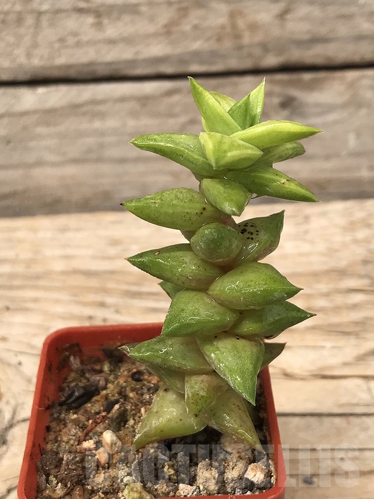 SHPR9935 Astroloba foliolosa, Graaff-Reinet - Image 2