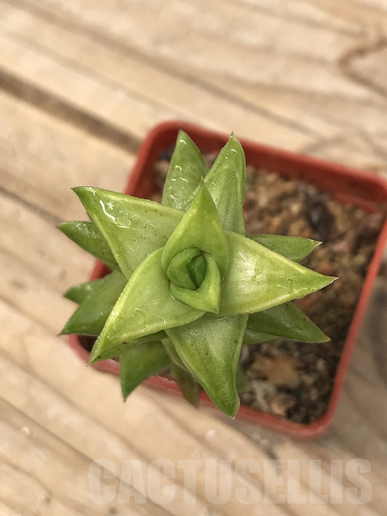 SHPR9935 Astroloba foliolosa, Graaff-Reinet