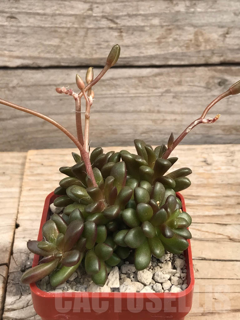 SHPR9936 Anacampseros vanthielii JVT 06760 - immagine 2