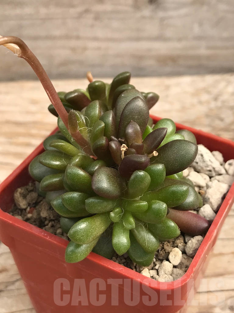 SHPR9936 Anacampseros vanthielii JVT 06760 - immagine 4