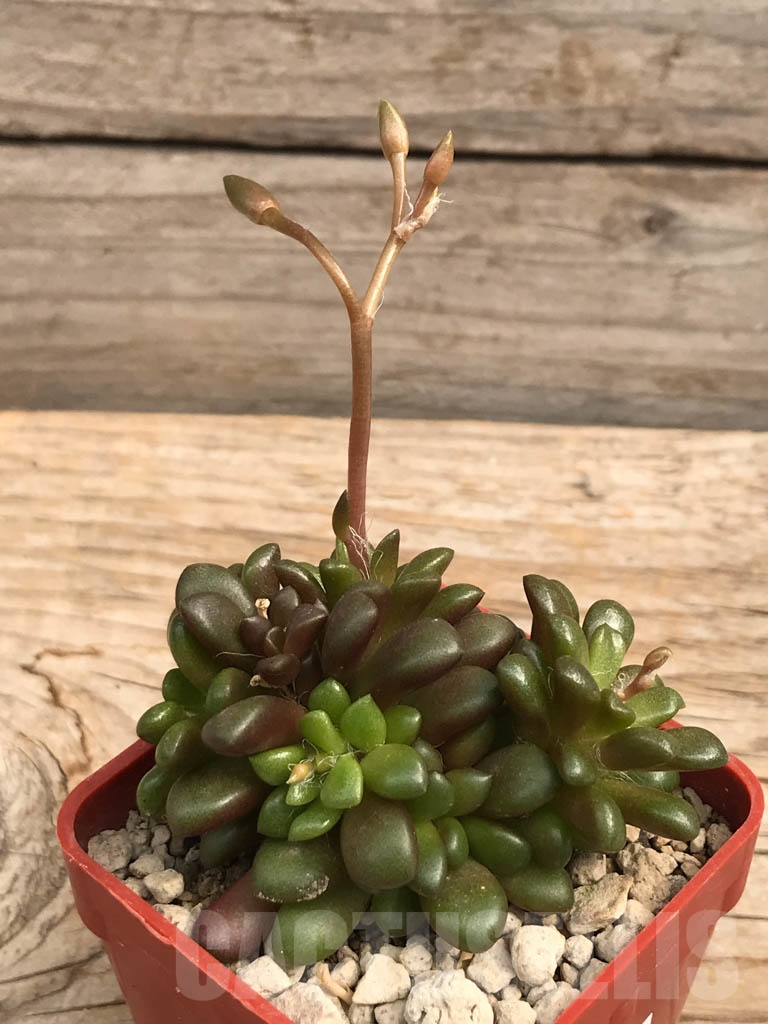 SHPR9936 Anacampseros vanthielii JVT 06760 - immagine 5