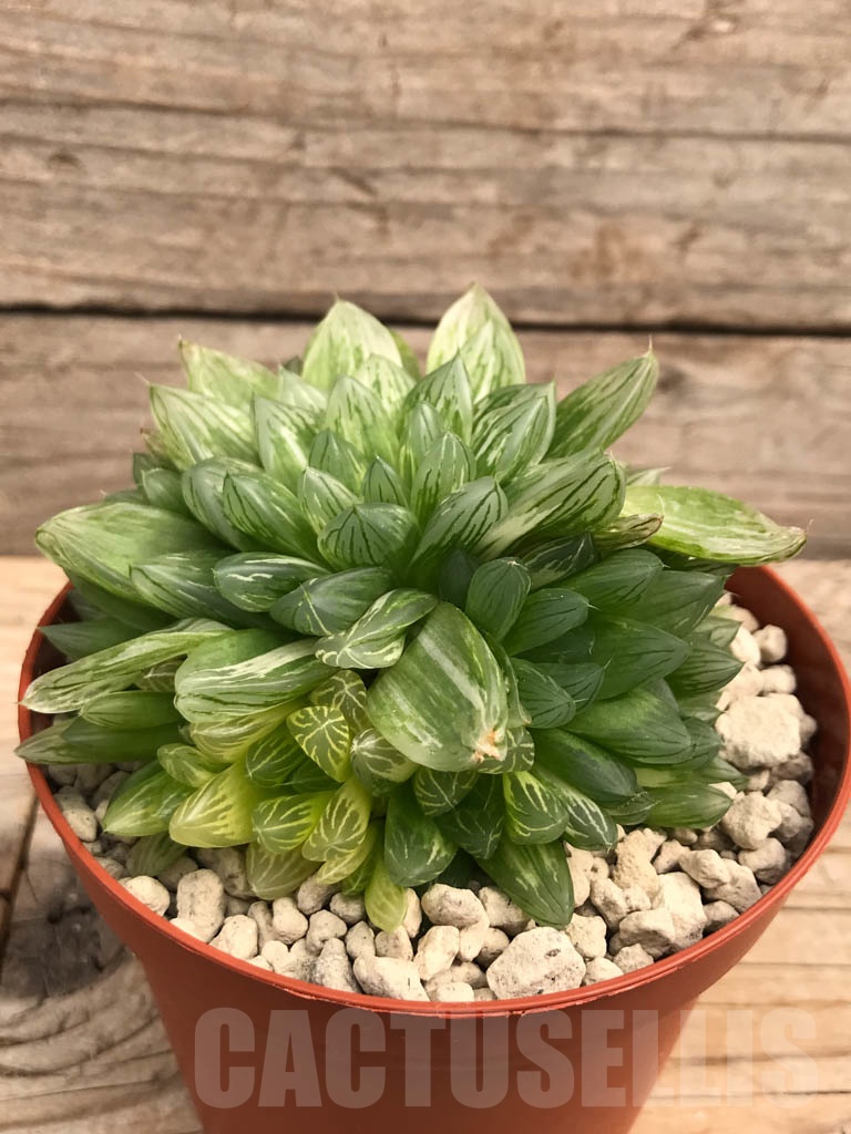 SHPR9938 Haworthia obtusa variegata "komomo" ex. Japan