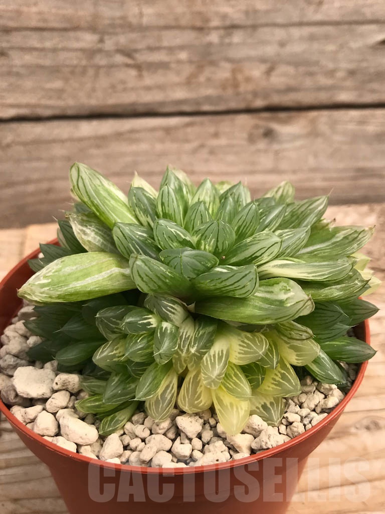 SHPR9938 Haworthia obtusa variegata "komomo" ex. Japan - Image 2