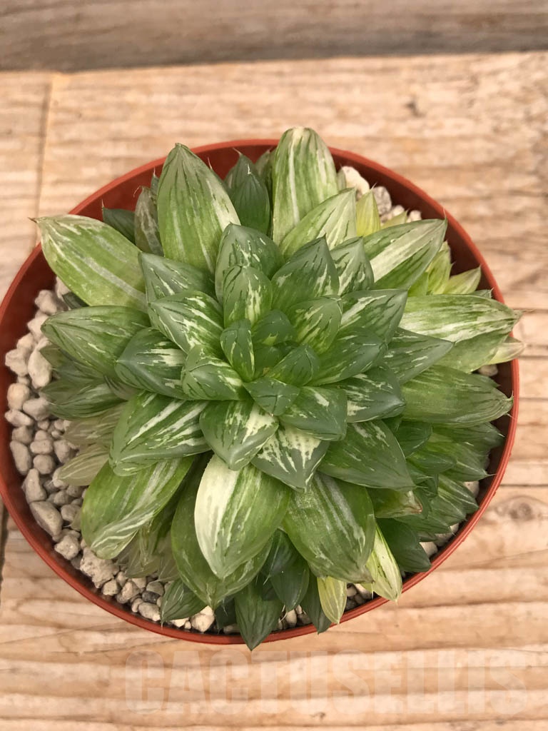 SHPR9938 Haworthia obtusa variegata "komomo" ex. Japan - Image 3