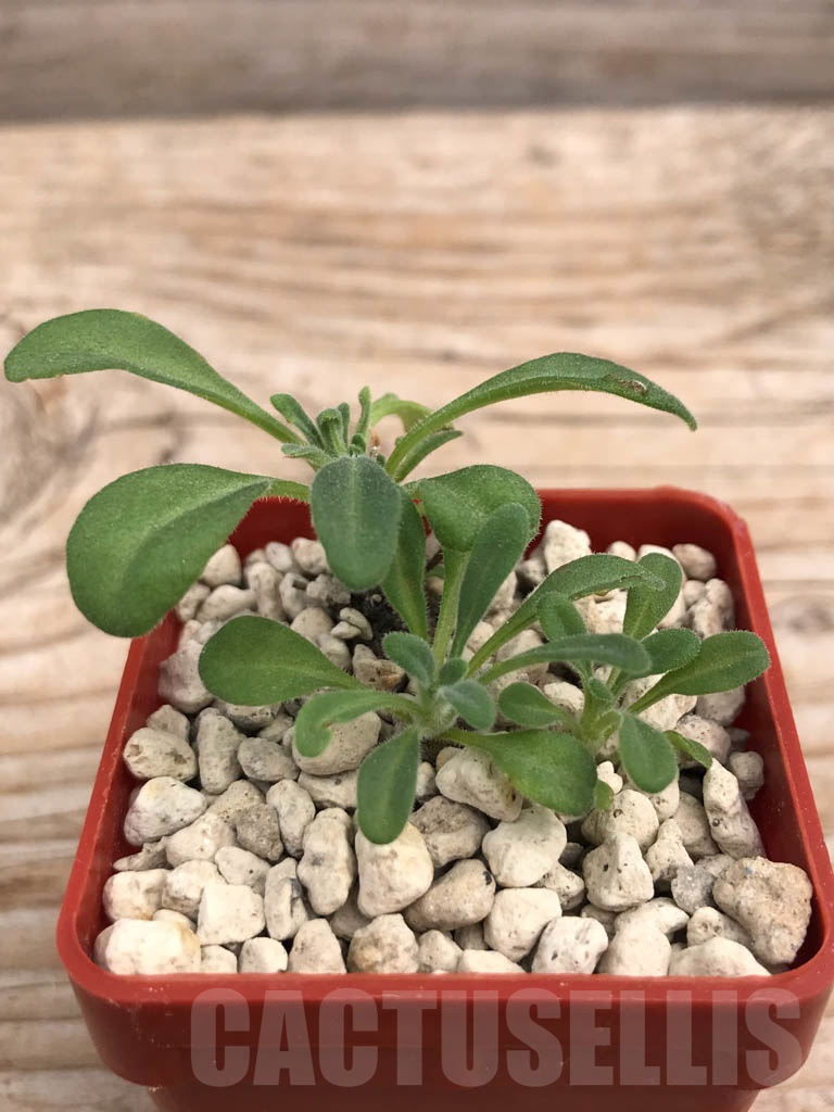 SHPR9939 Aeollanthus sp. mini