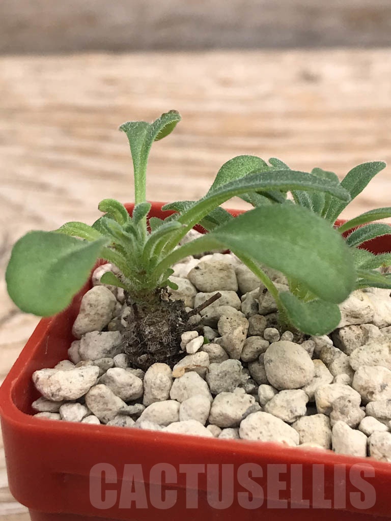 SHPR9939 Aeollanthus sp. mini - Image 2