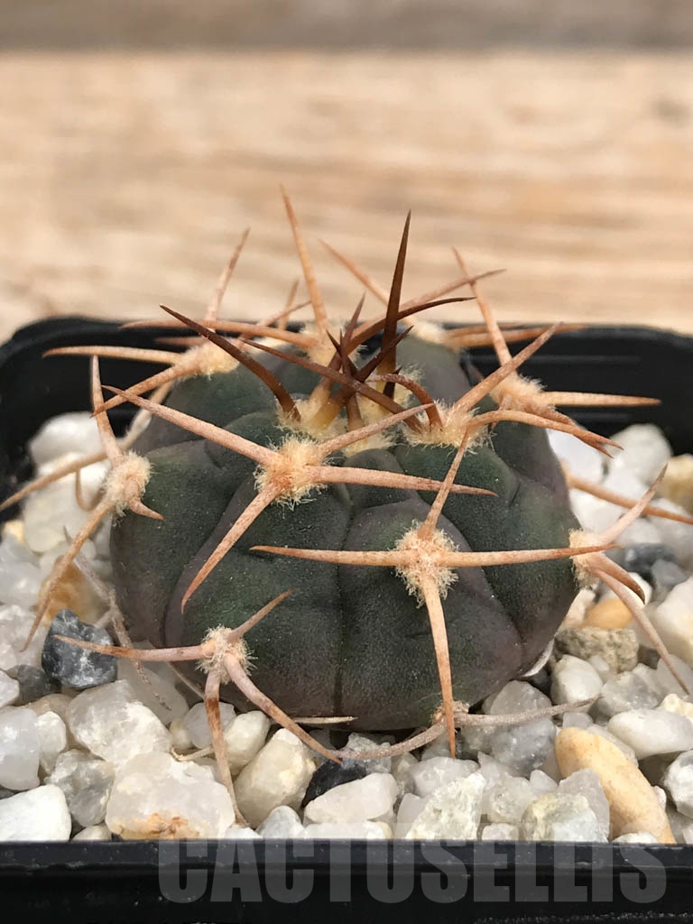 SHPR9942 Gymnocalycium castellanosii P 80