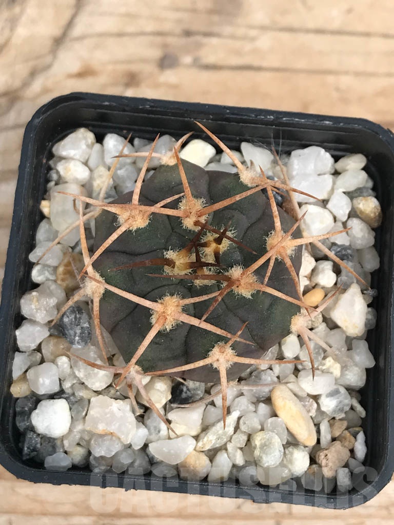 SHPR9942 Gymnocalycium castellanosii P 80 - Image 2