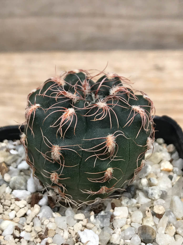 SHPR9943 Neoporteria rupicola