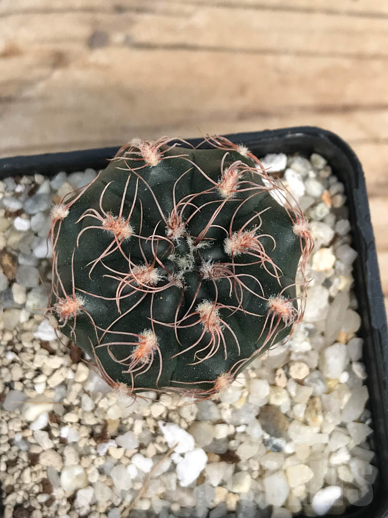 SHPR9943 Neoporteria rupicola - Obrázek 2