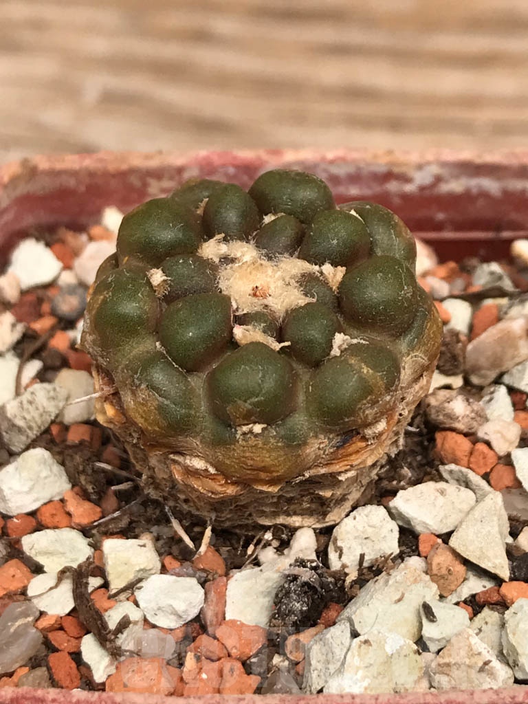 SHPR9954 Cintia knizei