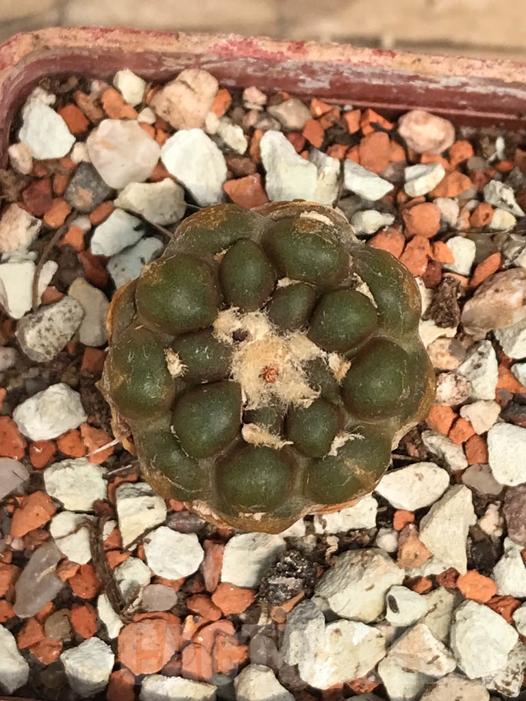 SHPR9954 Cintia knizei - 画像 (2)