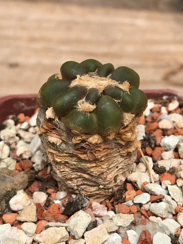 SHPR9955 Cintia knizei