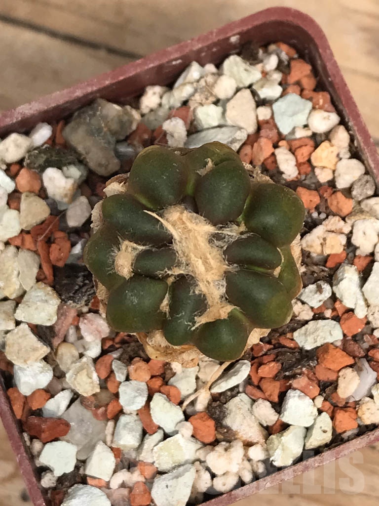 SHPR9955 Cintia knizei - 画像 (2)