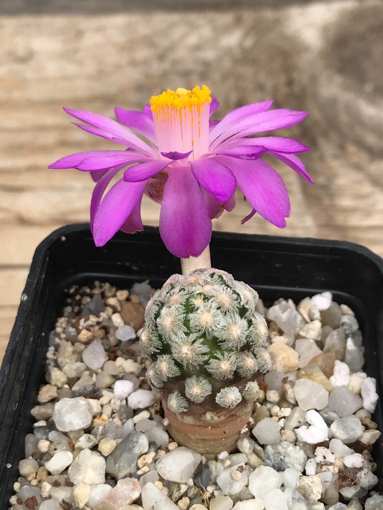 SHPR9957 Mammillaria theresae