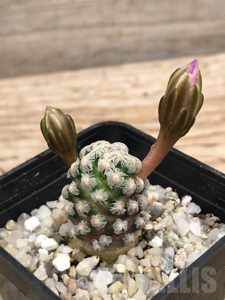 SHPR9957 Mammillaria theresae - immagine 2