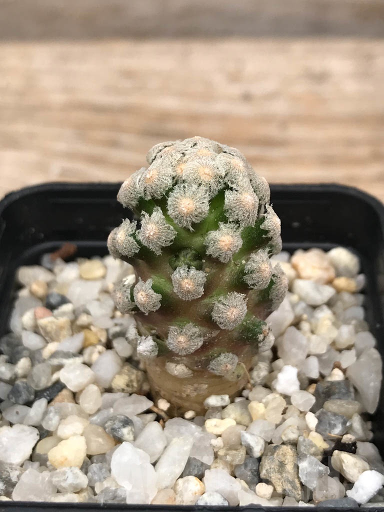 SHPR9957 Mammillaria theresae - immagine 3