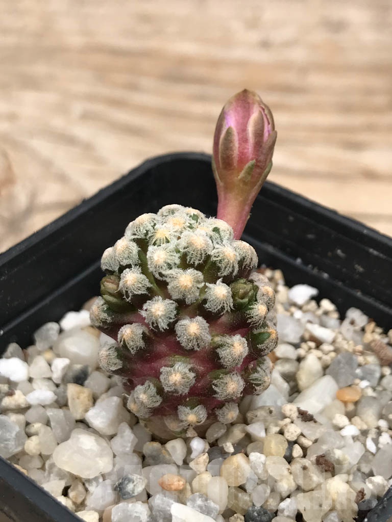 SHPR9957 Mammillaria theresae - immagine 4