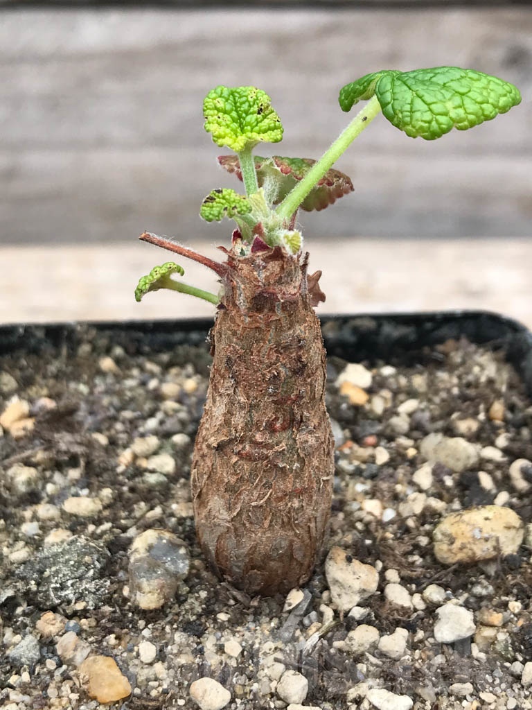 SHPR9958 Pelargonium cotyledonis - Image 2