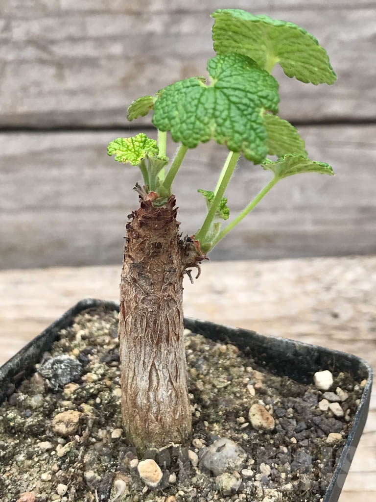 SHPR9958 Pelargonium cotyledonis - Image 3