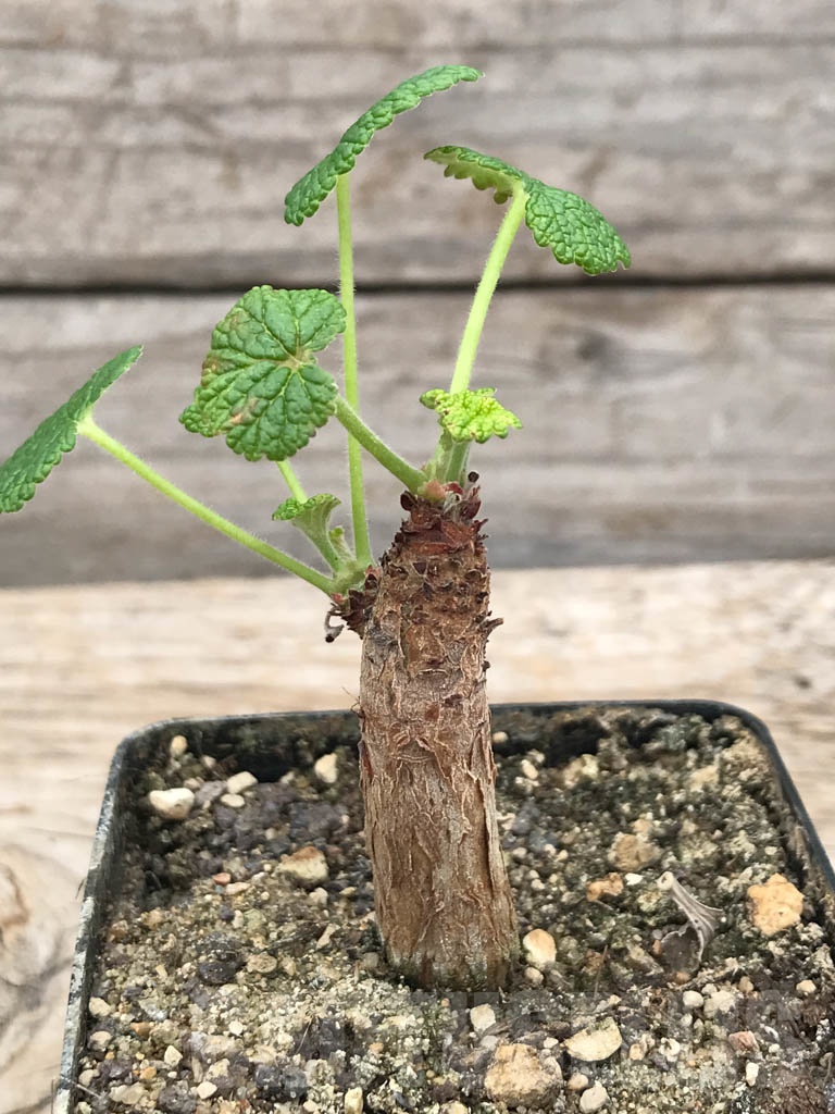 SHPR9958 Pelargonium cotyledonis