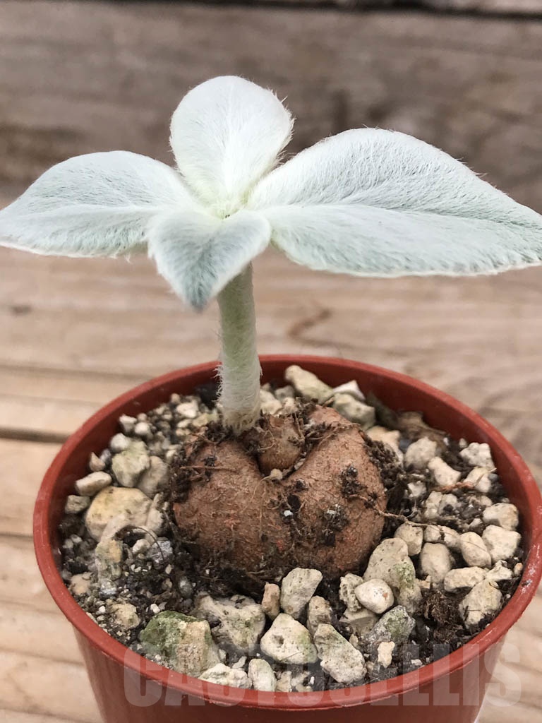 SHPR9959 Sinningia leucotricha